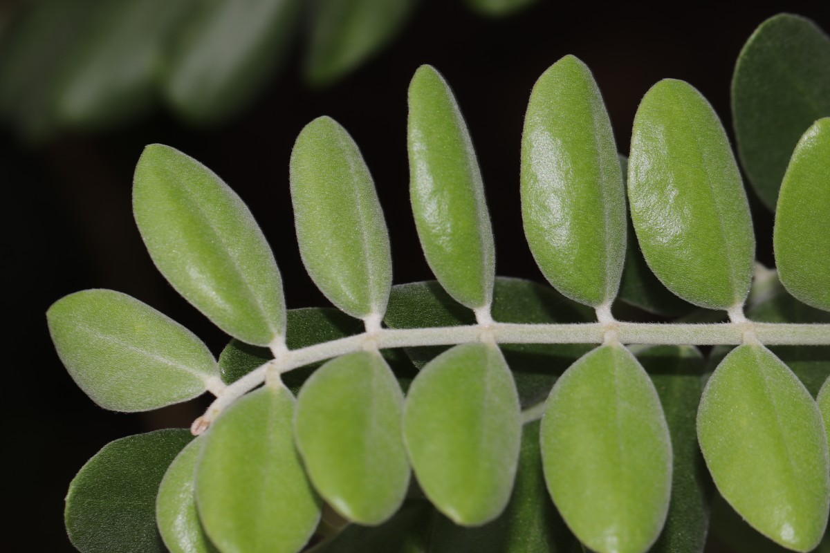 Sophora tomentosa L.